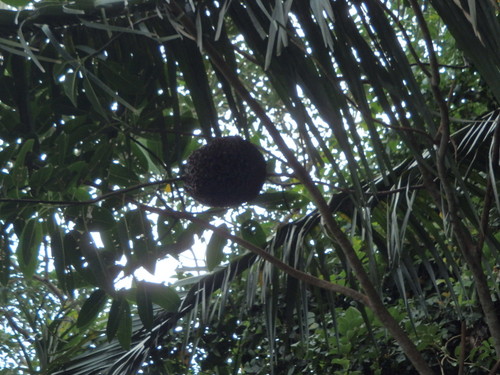 Lago Sandavol (Reserva Nacional Tambopata), Amazon, Peru.